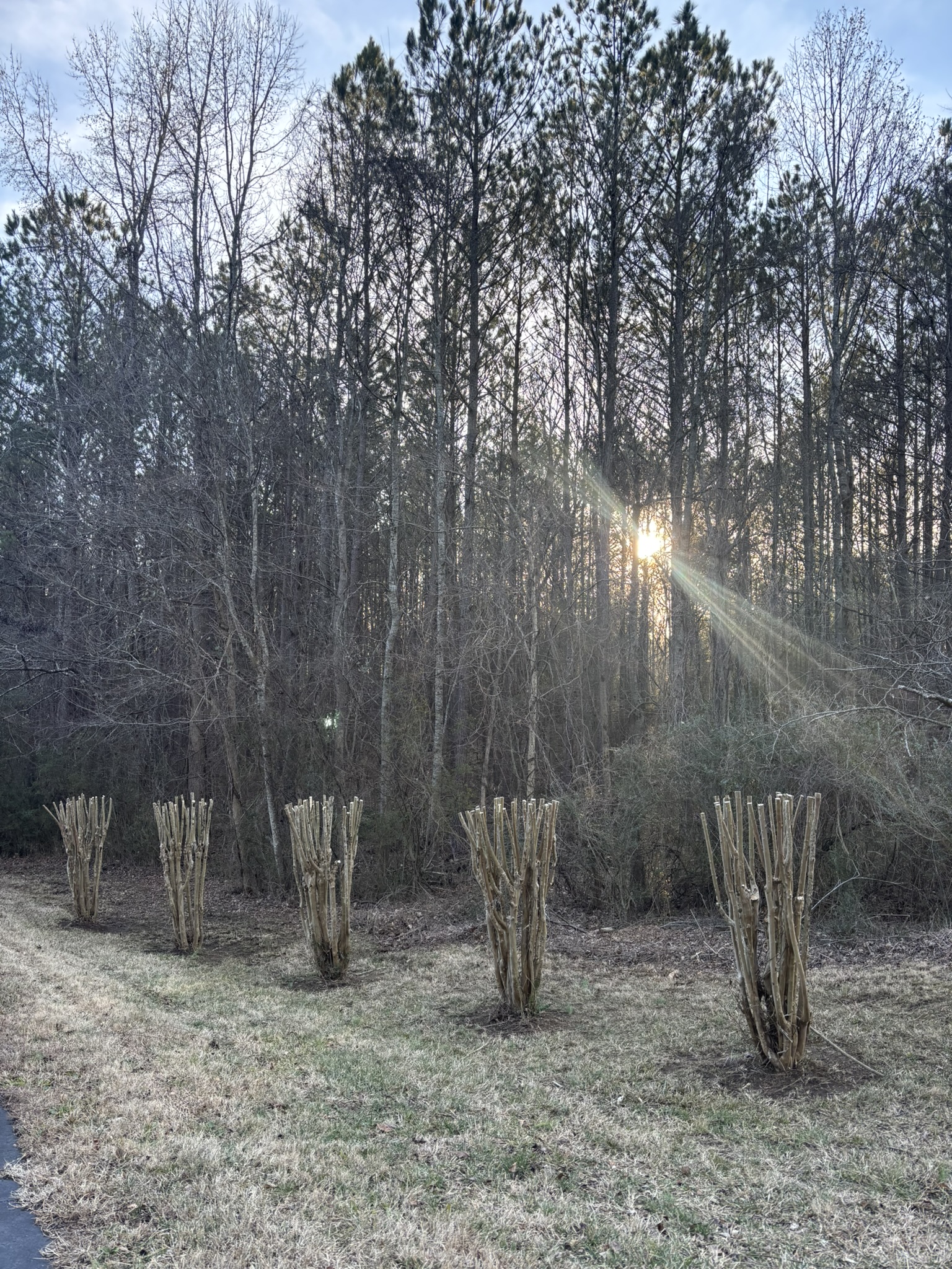 Professional lawn care