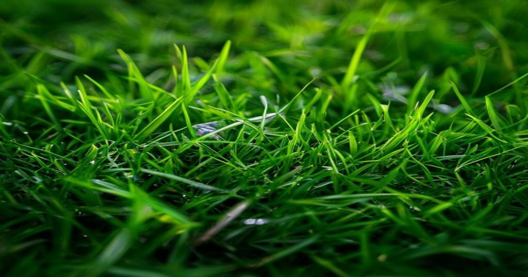 Bermuda vs Zoysia vs Fescue grass types for Georgia lawns - Fresh Edge Lawn Care